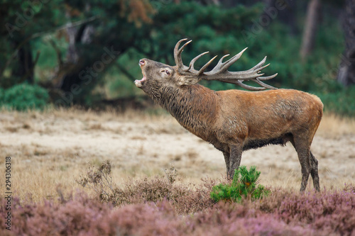 Red deer stag in rutting season in National Park Hoge Veluwe in the Netherlands