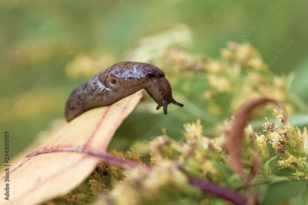 Garden, garden pest brown spotted slug on the background of autumn leaves, selective focus