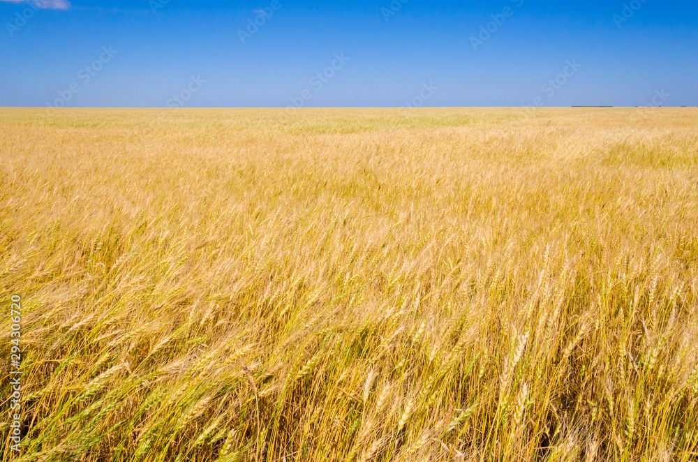 field of ripe wheat on a bright day