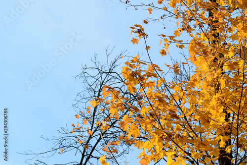 Bright foliage of maple tree on a sunny autumn day, natural background