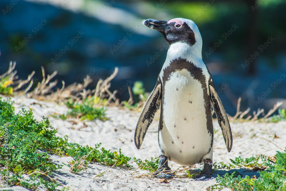Naklejka premium African penguin, Cape town, South Africa