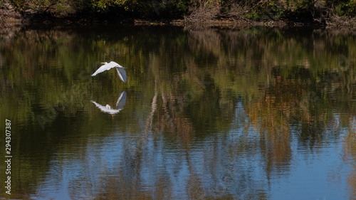 snowy egret flying over reflective waters