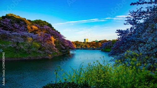 A sunset timelapse of Chidorigafuchi pond with cherry trees in Tokyo in spring wide shot photo