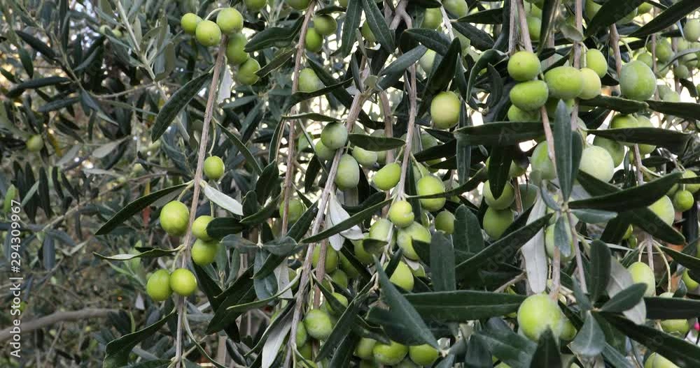 Olive tree branches with green olives Olive tree branches with green olives