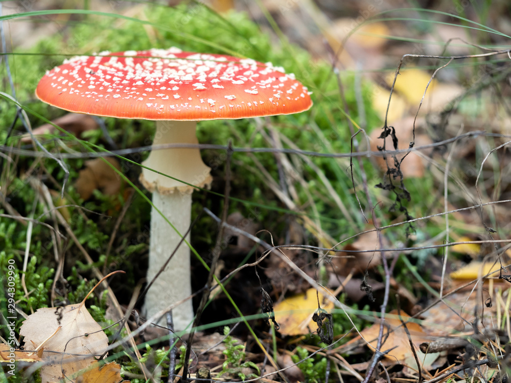 Red amanita, Fly Agaric in a natural environment Red amanita, Fly Agaric in a natural environment