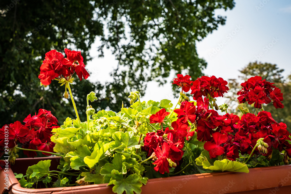 red . geranium red . geranium