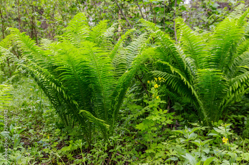 Green fern in a forest © olyasolodenko