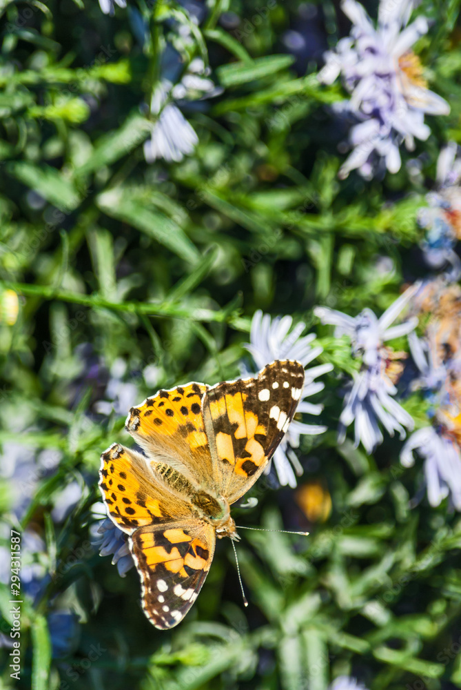 butterfly on a flower in autumn butterfly on a flower in autumn