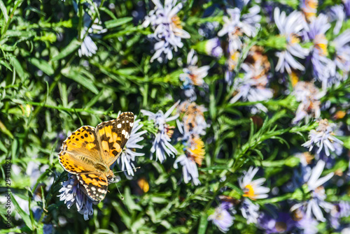 butterfly on a flower in autumn