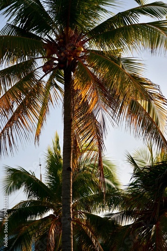 palm trees on beach at sunset