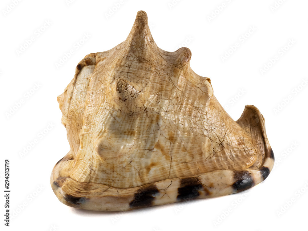 A large empty shell from a crustacean sea dweller A large empty shell from a crustacean sea dweller