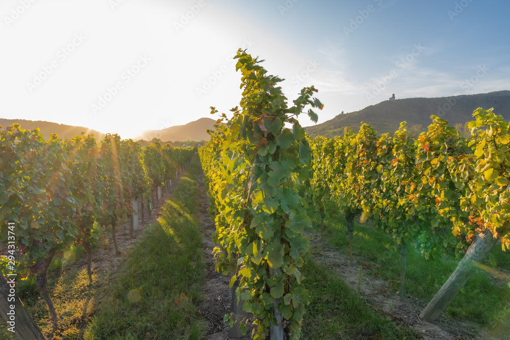 Wine route, France - 09 19 2019: On the road at sunset