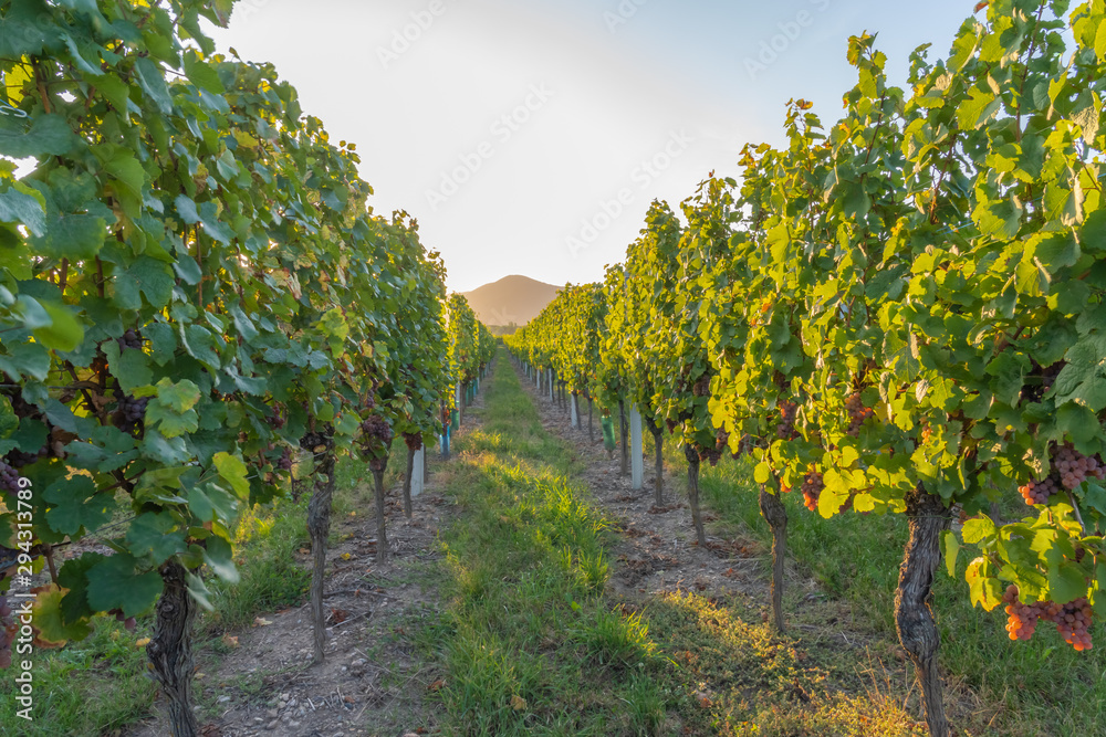 Wine route, France - 09 19 2019: On the road at sunset