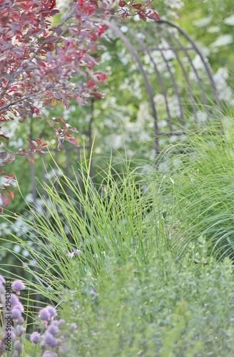 Grasses in garden