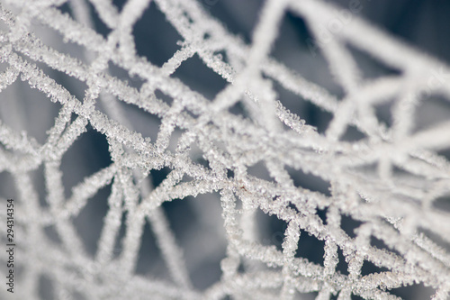 spider web with dew in its habitat
