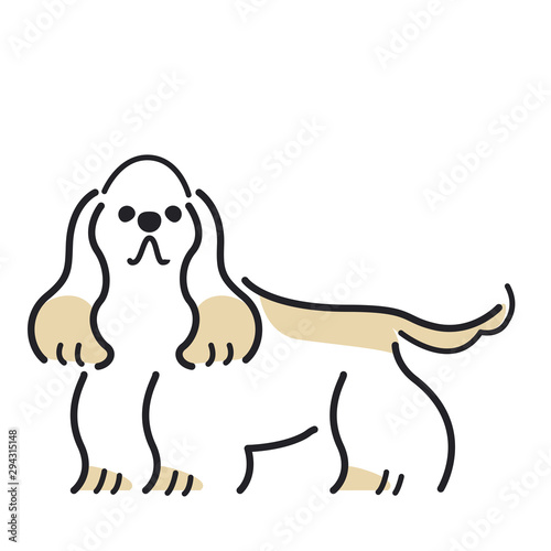 犬　ポーズ　表情　１匹　アメリカンコッカースパニエル