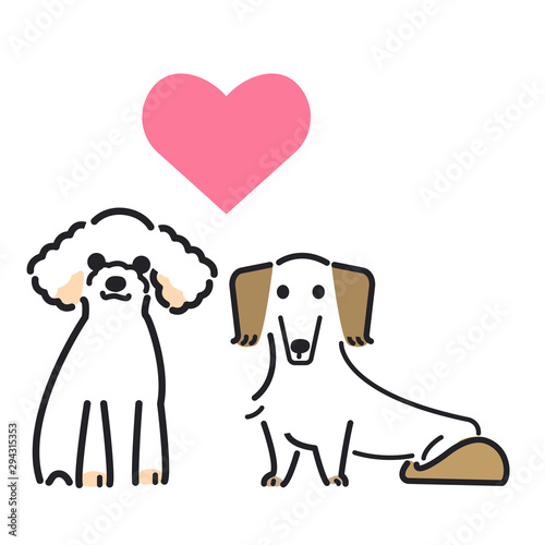 犬　ポーズ　表情　２匹　トイプードル　ミニチュアダックスフンド