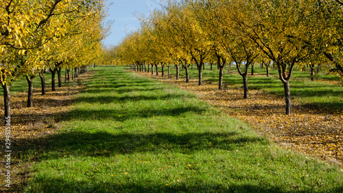 Foto verger d'arbres fruitiers automnal