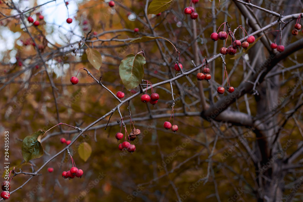 Photo tree berry autumn fallen leaves. Photo tree berry autumn fallen leaves.