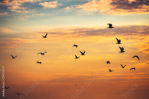 Flying seagulls over the sea
