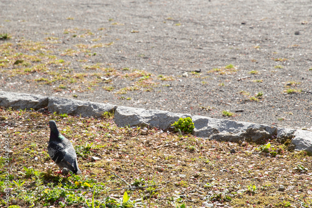 Fototapeta premium pigeon on grass