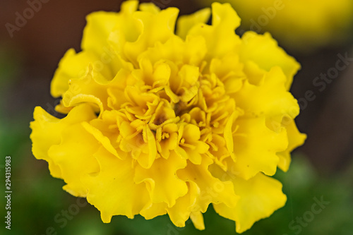 yellow flower