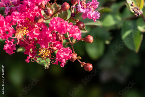 pink flower