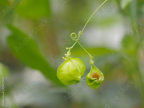 Close-up Heart seed Plant or Balloon Vine (Cardiospermum) hang on branch with green nature blurred background. photo