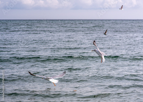 Seagulls feeding near the shore. photo