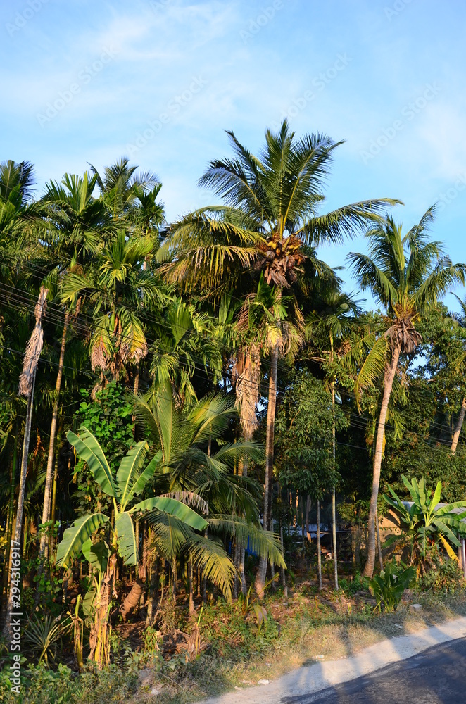 Palm trees by the road