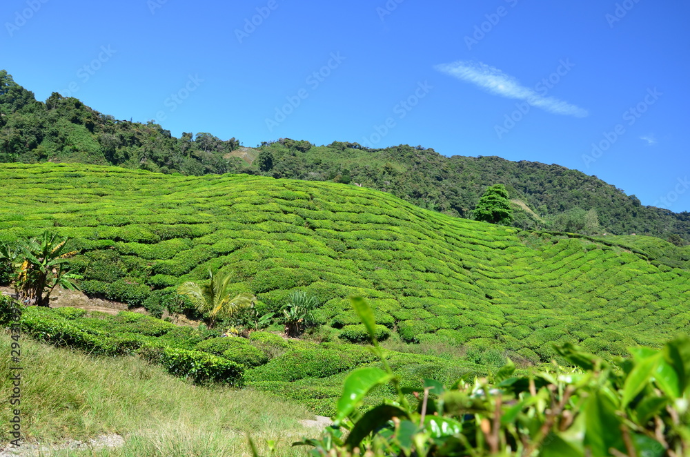 The view of the tea fields in Malaysia