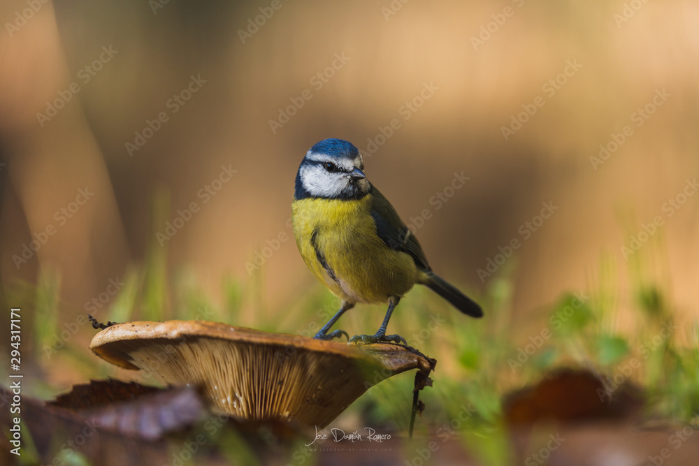 Fototapeta premium Blue tit