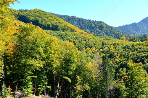 Typical landscape in the forests of Transylvania  Romania. Green landscape in the midsummer  in a sunny day