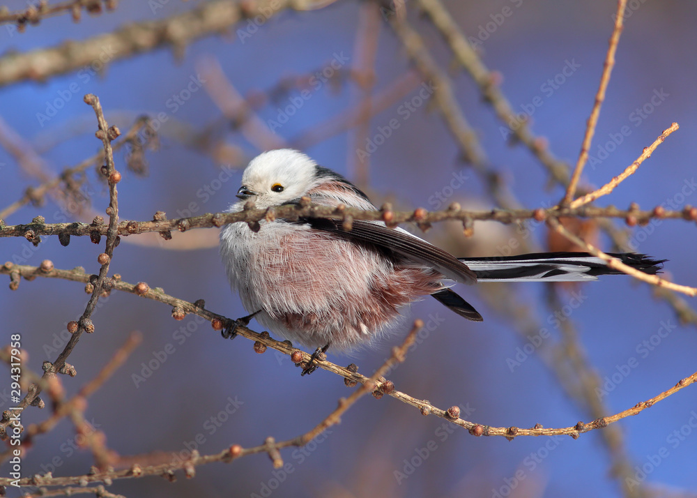 Bird Long-tailed Tit or Long-tailed Bushtit (Aegithalos caudatus) hen gathers food on larch branches Bird Long-tailed Tit or Long-tailed Bushtit (Aegithalos caudatus) hen gathers food on larch branches