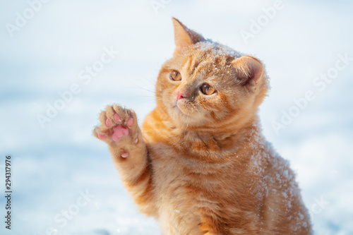 Obraz na plátne Cat playing with snow