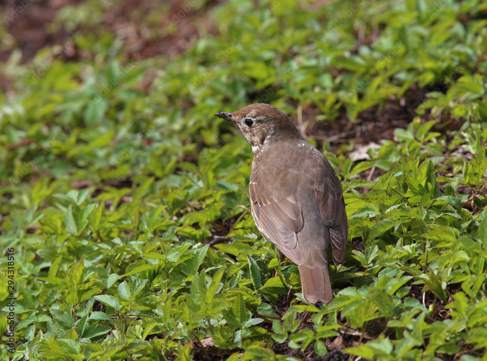 Fototapeta premium Song Thrush (Turdus philomelos) froze among the young green grass in spring
