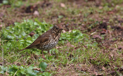 Song Thrush (Turdus philomelos) froze among the young green grass in spring © avkost