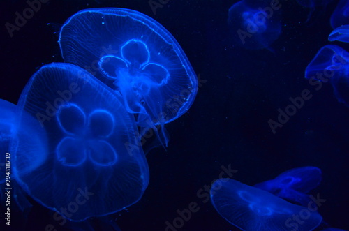 Fototapeta Naklejka Na Ścianę i Meble -  The blue jellyfish in water