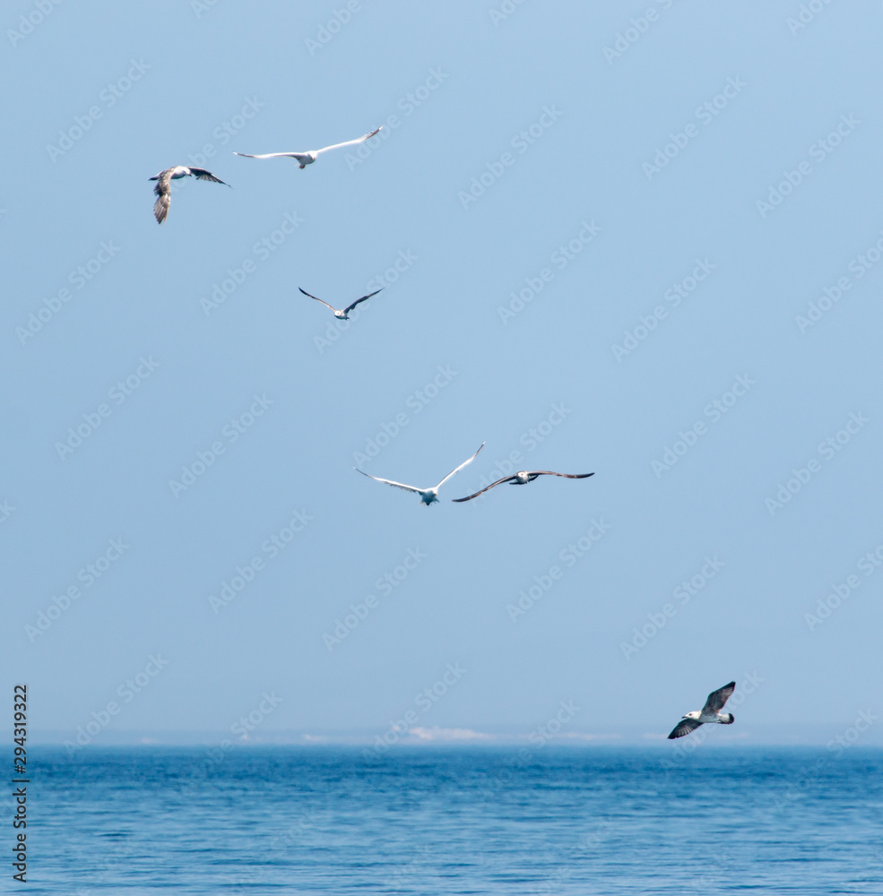 birds seagulls on a background of blue sky