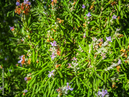Blossoming rosemary plants in the herb garden  selected focus. Raw rosemary in the field. Natural greeb herbs.