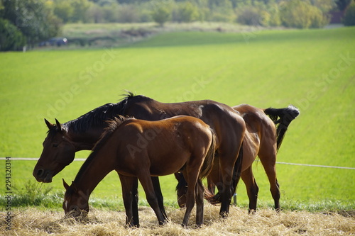Photography Budapest Hungary sightseeing and farm visiting