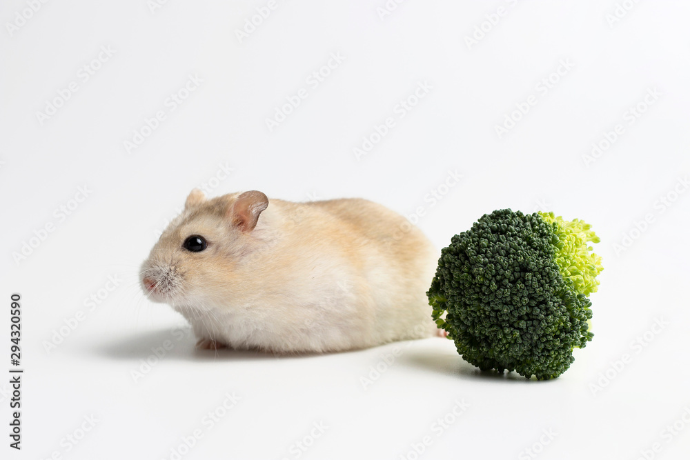 Dwarf furry hamster and broccoli in feeding trough on white background Dwarf furry hamster and broccoli in feeding trough on white background