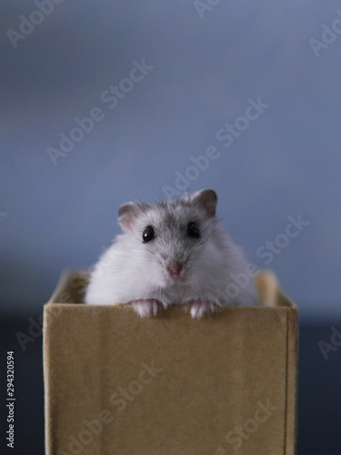 cute white hamster peeks out of a cardboard box