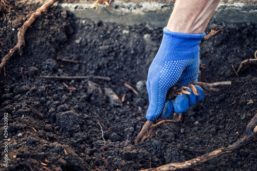 Gloved hand of a man pulling up a root photo