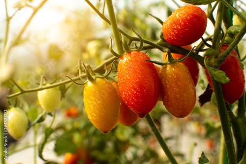 A close up  fresh organic cherry tomatoes red and yellows color on green branch with blur garden background.