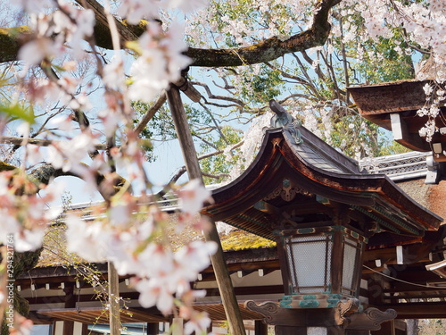 平野神社の古い提灯と桜の花