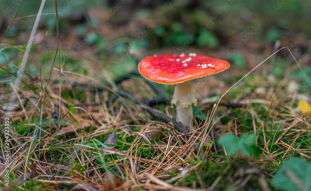 fliegenpilz im wald, geringe schärfentiefe fliegenpilz im wald, geringe schärfentiefe