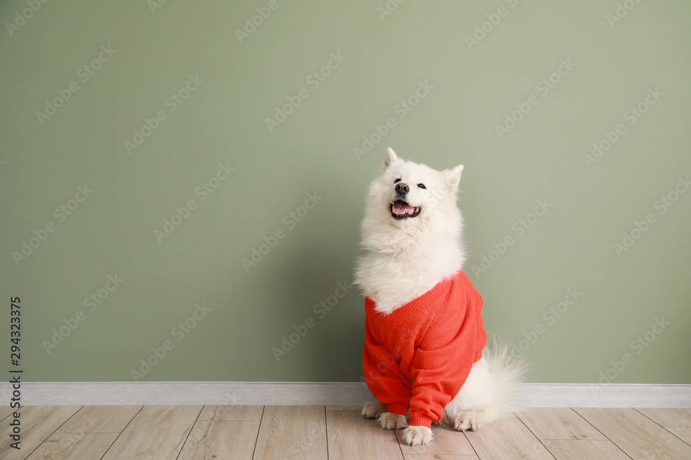 Cute Samoyed dog in sweater against color wall - obrazy, fototapety, plakaty 
