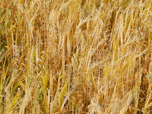 Oat field as nature background.
