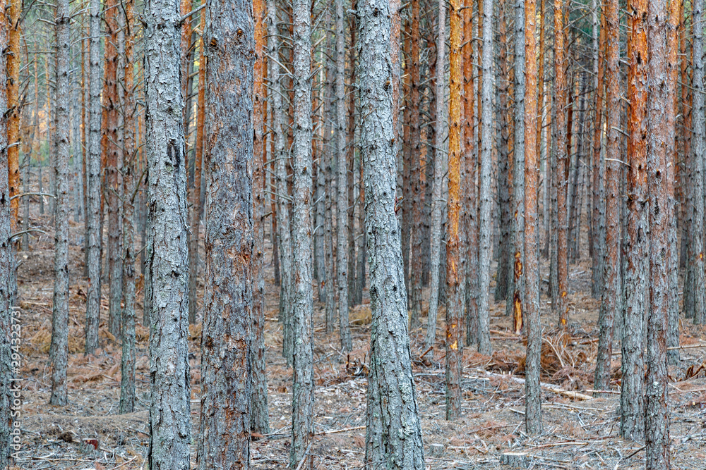 Fototapeta premium Bosque de Pino de Valsaín, albar o silvestre. Pinus sylvestris. Comarca de la Carballeda, Zamora, España.